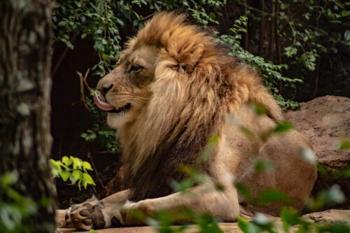 Atlanta Zoo Lion