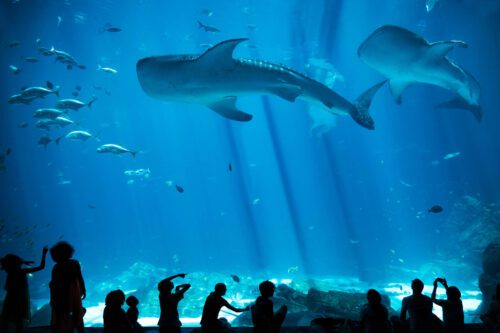 Children Silhouettes in large Aquarium with Fish and Whale Shark