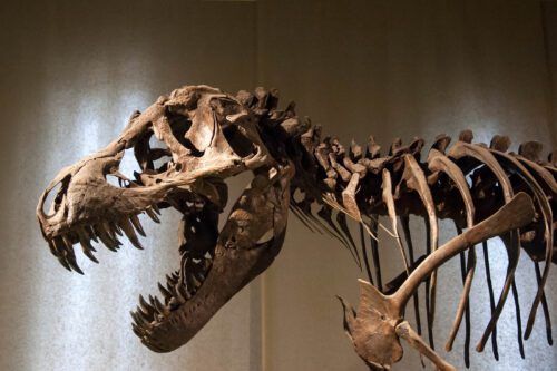 Tyrannosaurus Rex skeleton detail of head