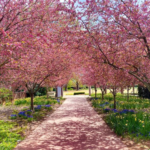 cherry blossoms in full bloom on each side of a sidewalk