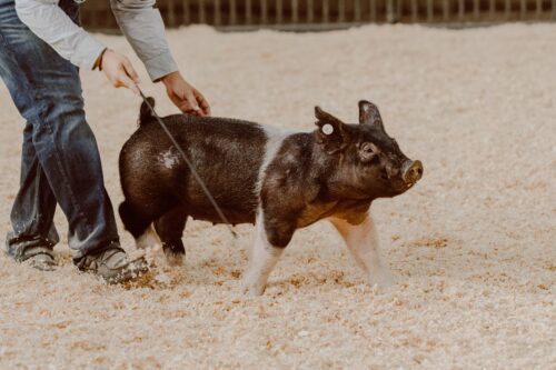 Picture of a Piglet being guided in a show