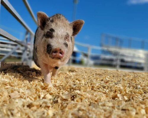 happy pig at a fair in his pen